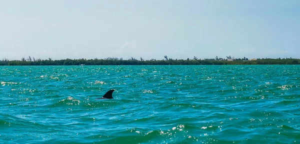 Dolphins Swimming Water Isla Holbox Island Quintana Roo Mexico — Stock Photo, Image