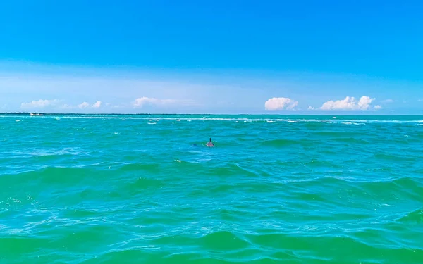 イルカがキンタナ メキシコ島のアイラ ホルボックス島沖で泳いでいる — ストック写真