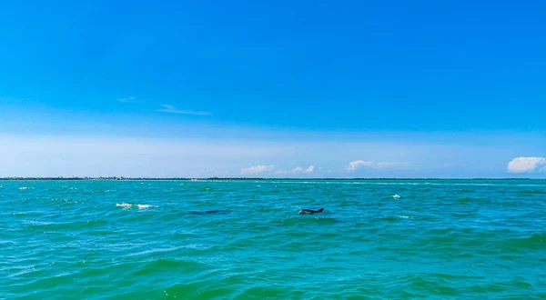 Delfíni Plavou Vodě Ostrově Isla Holbox Quintana Roo Mexiko — Stock fotografie