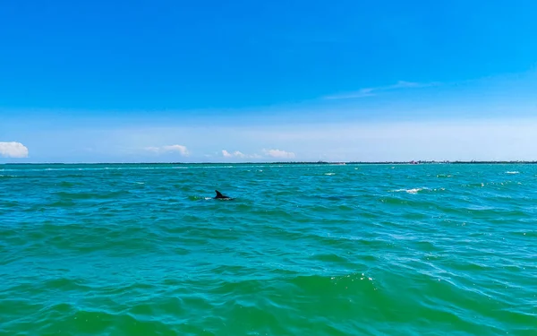 Delfines Nadando Agua Frente Isla Holbox Quintana Roo México — Foto de Stock