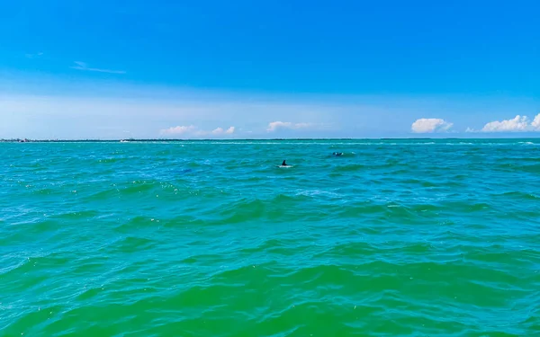 Delfíni Plavou Vodě Ostrově Isla Holbox Quintana Roo Mexiko — Stock fotografie