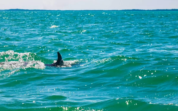 Delfines Nadando Agua Frente Isla Holbox Quintana Roo México —  Fotos de Stock