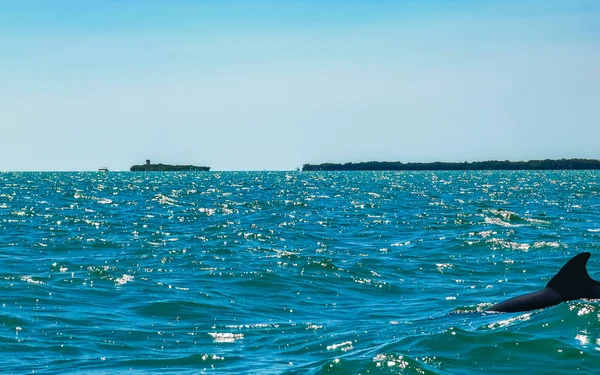 Delfiny Pływające Wodzie Wyspie Isla Holbox Quintana Roo Meksyk — Zdjęcie stockowe