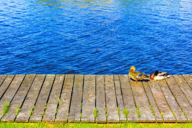 Mallard ördekleri Langen Geestland Cuxhaven Aşağı Saksonya Almanya 'sında güneşleniyor..