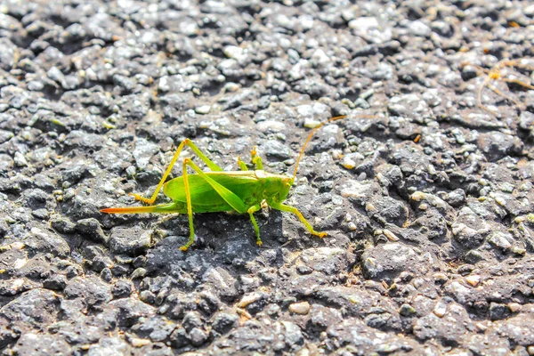 Huge Big Green Grasshopper Insect Crawling Ground Grass Weddewarden Dyke — Stock Photo, Image