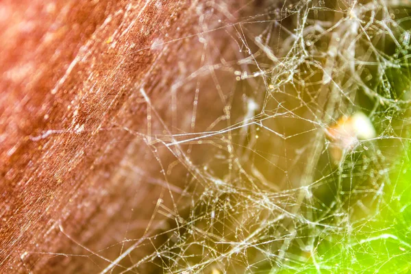 绿褐色森林背景的纠结蜘蛛网 — 图库照片