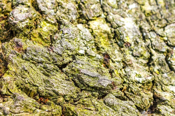 Textura Uma Casca Carvalho Com Formigas Floresta Vermelhas — Fotografia de Stock