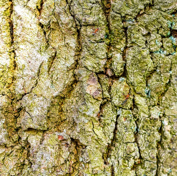 개미가 나무에서 나무껍질 — 스톡 사진