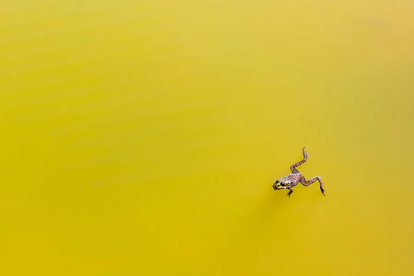 Зеленая Лягушка Плавает Зеленом Озере Хеммуре Hechthausen Cuxhaven Нижняя Саксония — стоковое фото