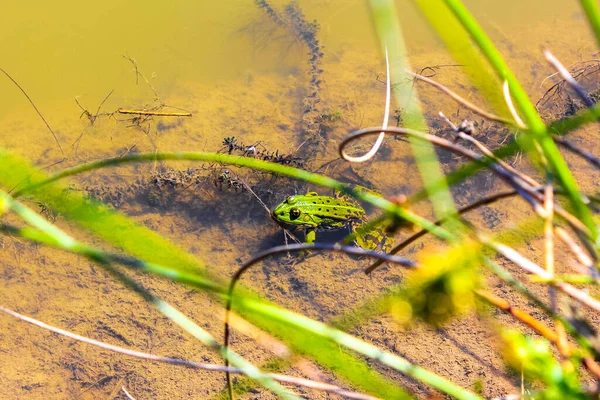 Πράσινο Βάτραχος Βάτραχος Κολυμπά Στην Πράσινη Λίμνη Λίμνη Hemmoor Hechthausen — Φωτογραφία Αρχείου