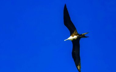 Fregat kuş sürüsü Zicatela Escondido Oaxaca 'daki plajın üzerinde mavi gökyüzü arka planıyla uçuyor..