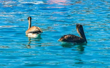 Pelikan kuş pelikanları Zicatela Escondido Oaxaca Meksika 'da suda yüzer ve dalgalarla sürüklenirler..
