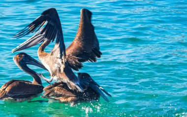 Pelikanlar ve martılar Zicatela Puerto Escondido Oaxaca 'da yemek için kavga ederler..