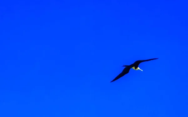 Fregat bird birds flock are flying around with blue sky background above the beach in Zicatela Puerto Escondido Oaxaca Mexico.