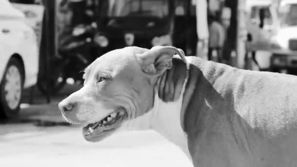 Câine Brun Rătăcit Feribotul Din Chiquila Lazaro Cardenas Quintana Roo — Videoclip de stoc
