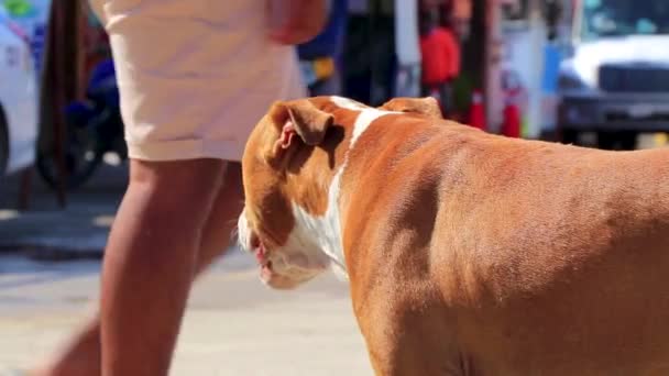 Brun Herrelös Hund Vid Färjan Chiquila Lazaro Cardenas Quintana Roo — Stockvideo