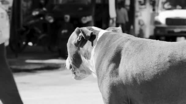 Brun Herrelös Hund Vid Färjan Chiquila Lazaro Cardenas Quintana Roo — Stockvideo