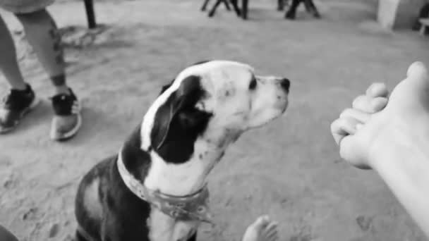 Bra Vänlig Hund Ger Tass Och Låter Dig Klappa Honom — Stockvideo
