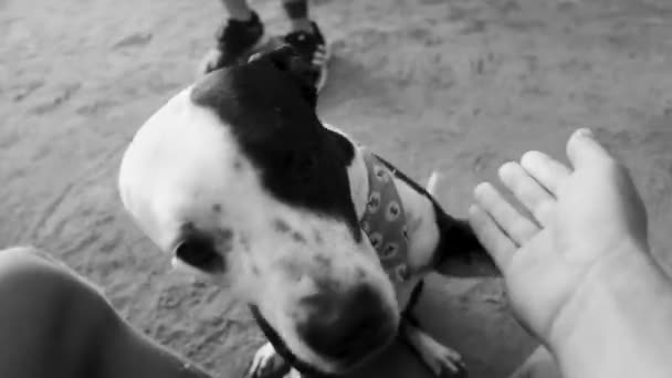 優しいフレンドリーな犬は足を与え あなたはキンタナルーメキシコのアイラ ホルボックス島で彼をペットにすることができます — ストック動画