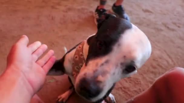 Good Friendly Dog Gives Paw Lets You Pet Him Isla — Stock Video