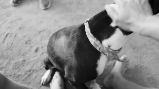 Bra Vänlig Hund Ger Tass Och Låter Dig Klappa Honom — Stockvideo