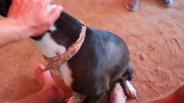 Bom Cão Amigável Pata Permite Que Você Acaricie Ilha Isla — Vídeo de Stock