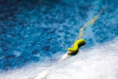 Leherheide Bremerhaven Bremen Almanya 'sında koyu mavi arka planda sürünen küçük yeşil tırtıl..