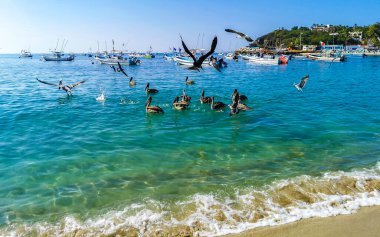 Puerto Escondido Oaxaca Meksika 16. Aralık 2022 Pelikan kuş pelikanları Zicatela Puerto Escondido Oaxaca 'da suda yüzer ve dalgalarla sürüklenirler..