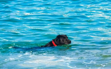 Zicatela Sahili 'ndeki Puerto Escondido Oaxaca' da dalgalarla oynayan siyah köpek..