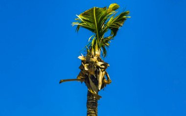 Zicatela Puerto Escondido Oaxaca Meksika 'da Hindistan cevizi ve mavi gökyüzü arka planlı tropik doğal Meksika palmiyesi..