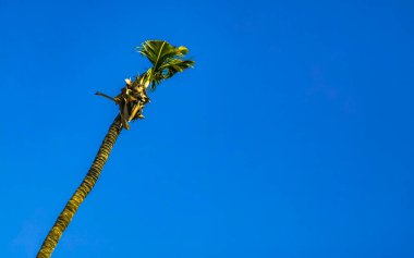 Zicatela Puerto Escondido Oaxaca Meksika 'da Hindistan cevizi ve mavi gökyüzü arka planlı tropik doğal Meksika palmiyesi..