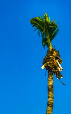 Zicatela Puerto Escondido Oaxaca Meksika 'da Hindistan cevizi ve mavi gökyüzü arka planlı tropik doğal Meksika palmiyesi..