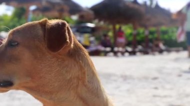 Kumsalda ve Holbox Adası Meksika 'da kumsalda tatlı, kahverengi bir köpek..