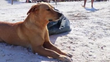 Kumsalda ve Holbox Adası Meksika 'da kumsalda tatlı, kahverengi bir köpek..