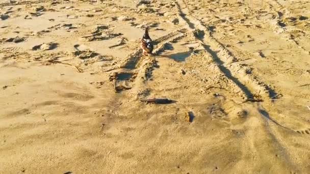 ピジョン鳥はビーチで洗浄魚を食べるしようとしますZicatelaプエルトエスコンディドOaxacaメキシコの砂の上にあります — ストック動画