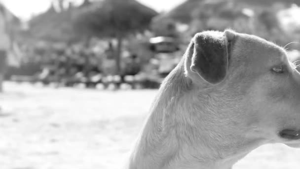 Mexican Cute Brown Blonde Dog Beach Sandbank Holbox Island Mexico — Stock Video