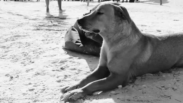 Mexican Cute Brown Blonde Dog Beach Sandbank Holbox Island Mexico — Stock Video