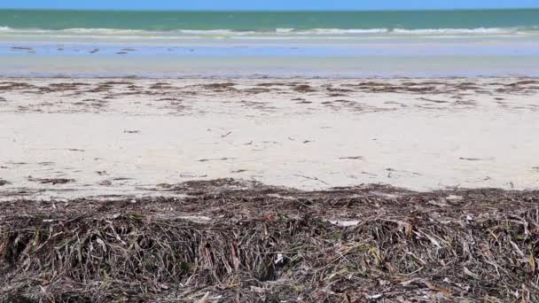 Panorama Landscape View Beautiful Holbox Island Sandbank Beach Waves Turquoise — стоковое видео