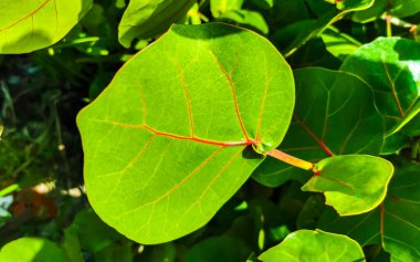 Tropical natural jungle forest palm trees at the ancient Tulum ruins Mayan site with temple ruins pyramids in Tulum Mexico.