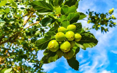 Kou Cordia subcordata flowering tree with orange flowers beach cordia sea trumpet with green leaves and blue sky background in Playa del Carmen Mexico.