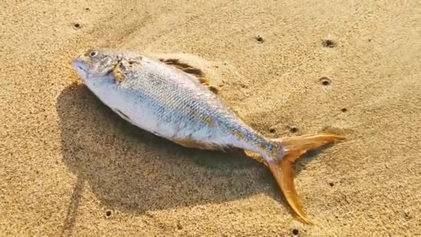 Νεκρά Ψάρια Ξεβράστηκαν Στην Παραλία Ξαπλωμένα Στην Άμμο Στην Zicatela — Αρχείο Βίντεο