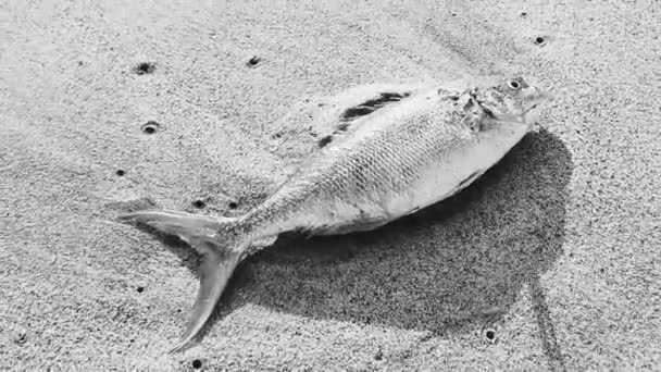 死んだ魚は Zicatela Puerto Esconddo Oaxacaメキシコの砂の上に横たわるビーチで洗浄 — ストック動画