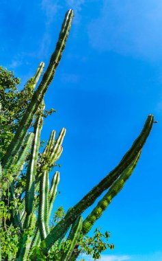 Zicatela Puerto Escondido Oaxaca Meksika 'da tropik Meksika kaktüsü, orman ağaçları ve doğal orman manzarası..