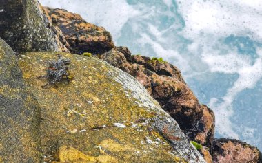 Zicatela Puerto Escondido Oaxaca Meksika 'da deniz kestaneleriyle birlikte suda kayalar ve taşlar..