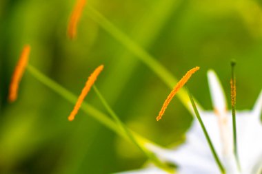 Hymenocallis Caribaea Karayipler nilüferine özgü beyaz çiçek. Playa del Carmen Quintana Roo Meksika 'da mavi yeşil arka planda..