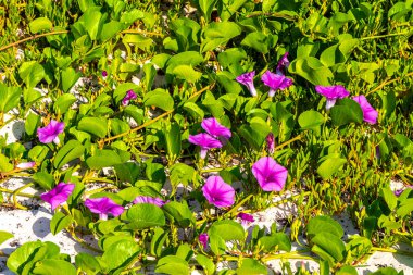 Güzel pembe menekşe mor sabah zaferi ya da Keçi ayağı Ipomoea pes-caprae sürünen çiçek çiçekleri Playa del Carmen Quintana Roo Meksika 'da demiryolu sarmaşığı.