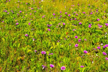 Güzel pembe menekşe mor sabah zaferi ya da Keçi ayağı Ipomoea pes-caprae sürünen çiçek çiçekleri Playa del Carmen Quintana Roo Meksika 'da demiryolu sarmaşığı.