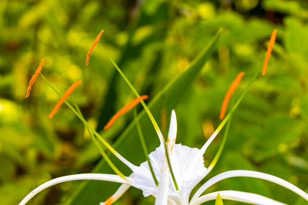 Hymenocallis caribaea Карибский паук-лилия уникальный стиль белый цветок на сине-зеленом фоне природы в Playa del Carmen Quintana Roo Мексика.