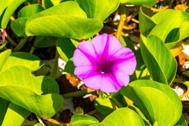Güzel pembe menekşe mor sabah zaferi ya da Keçi ayağı Ipomoea pes-caprae sürünen çiçek çiçekleri Playa del Carmen Quintana Roo Meksika 'da demiryolu sarmaşığı.