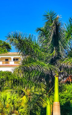 Zicatela Puerto Escondido Oaxaca Meksika 'daki palmiye ağaçları arasında cennetteki oteller ve binalar.